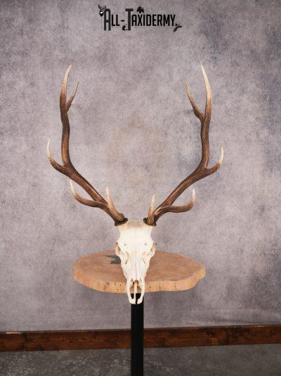 SKU 3396 Elk Skull