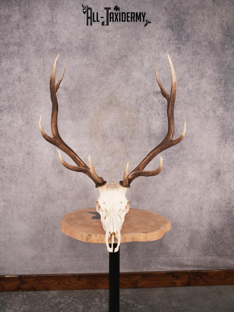 SKU 3396 Elk Skull