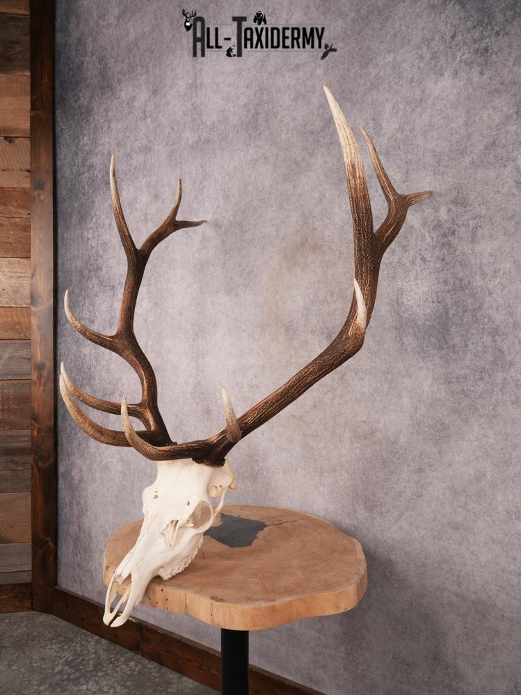 SKU 3396 Elk Skull - Image 11