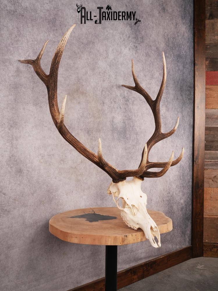 SKU 3396 Elk Skull - Image 9