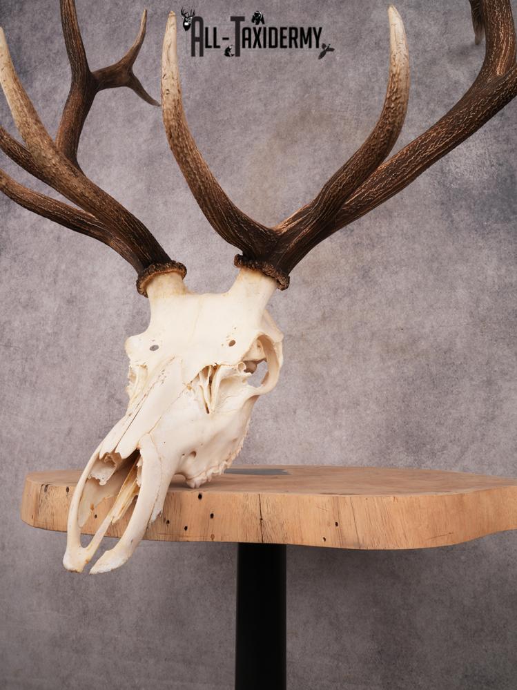 SKU 3396 Elk Skull - Image 5