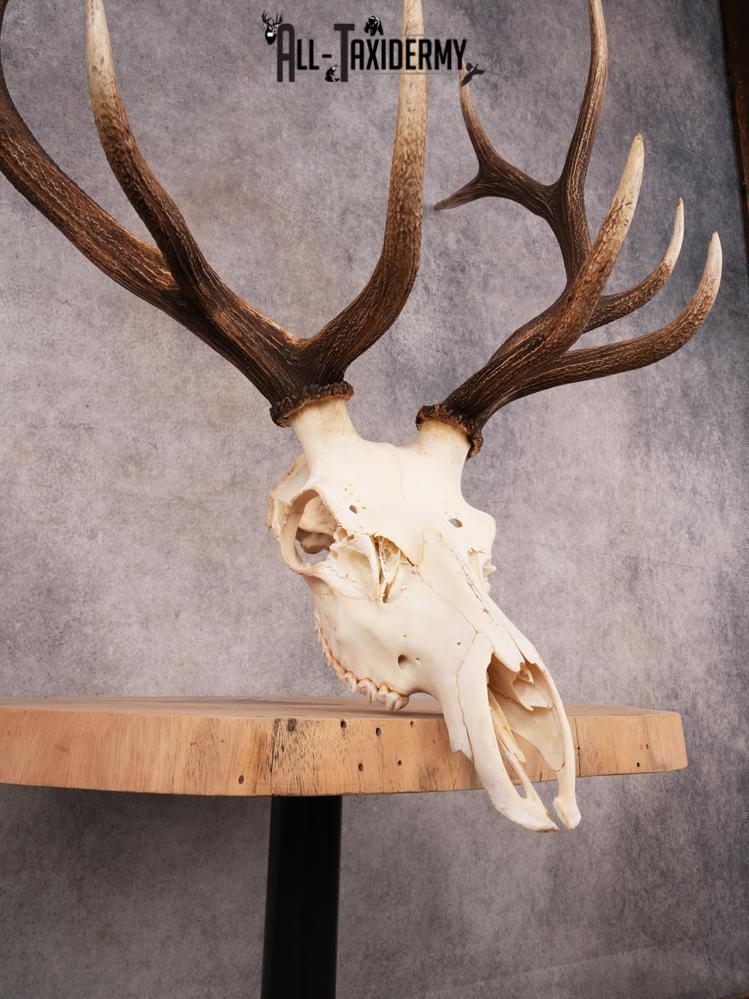 SKU 3396 Elk Skull - Image 4
