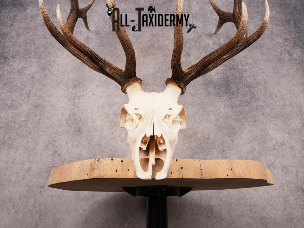 SKU 3396 Elk Skull - Image 3