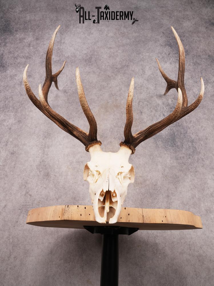 SKU 3396 Elk Skull - Image 2