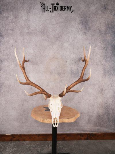 SKU 3403 Elk Skull