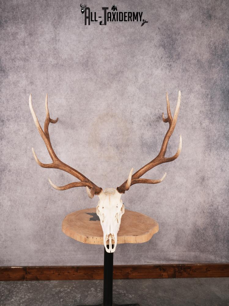 SKU 3403 Elk Skull
