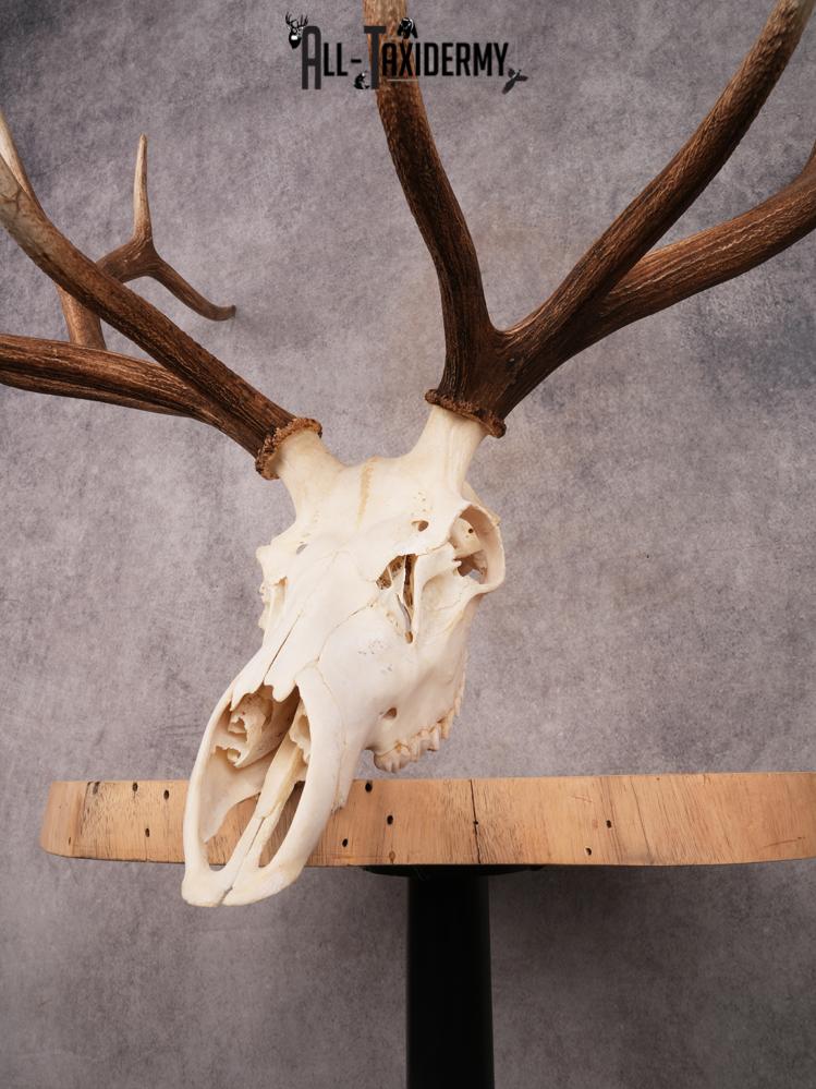 SKU 3403 Elk Skull - Image 5