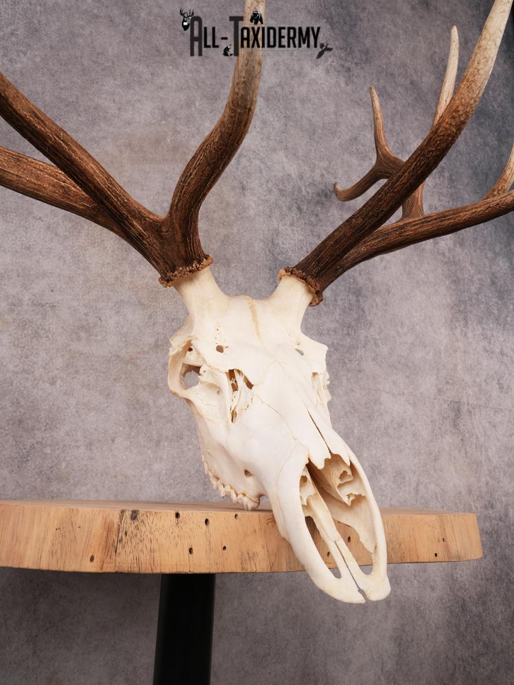 SKU 3403 Elk Skull - Image 4