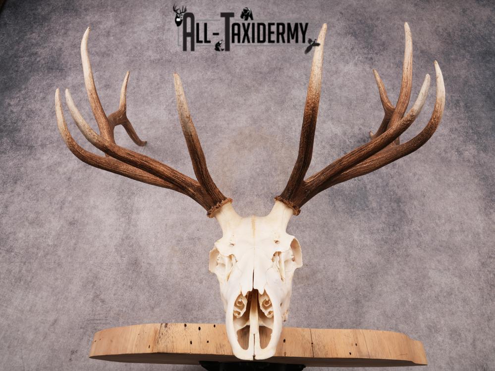 SKU 3403 Elk Skull - Image 3