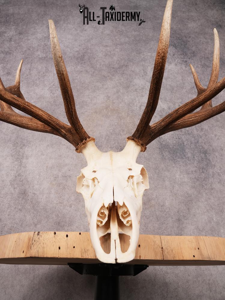 SKU 3403 Elk Skull - Image 2