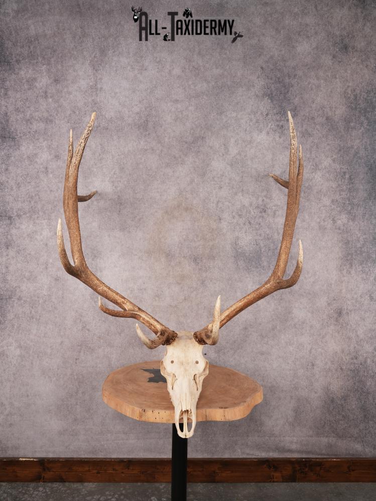 Elk Skull SKU 3395