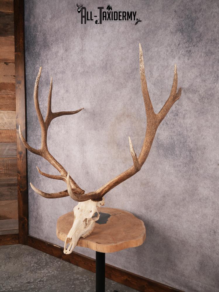 Elk Skull SKU 3395 - Image 10