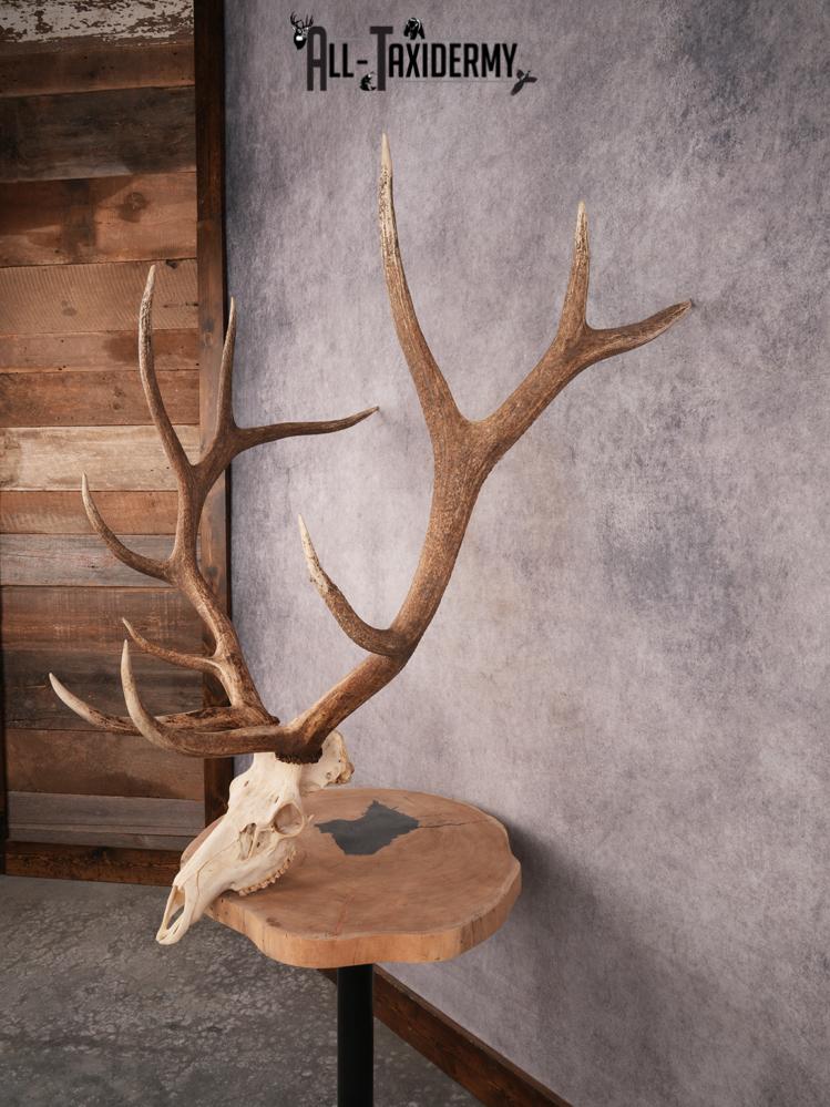 Elk Skull SKU 3395 - Image 9