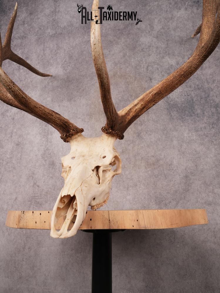 Elk Skull SKU 3395 - Image 4