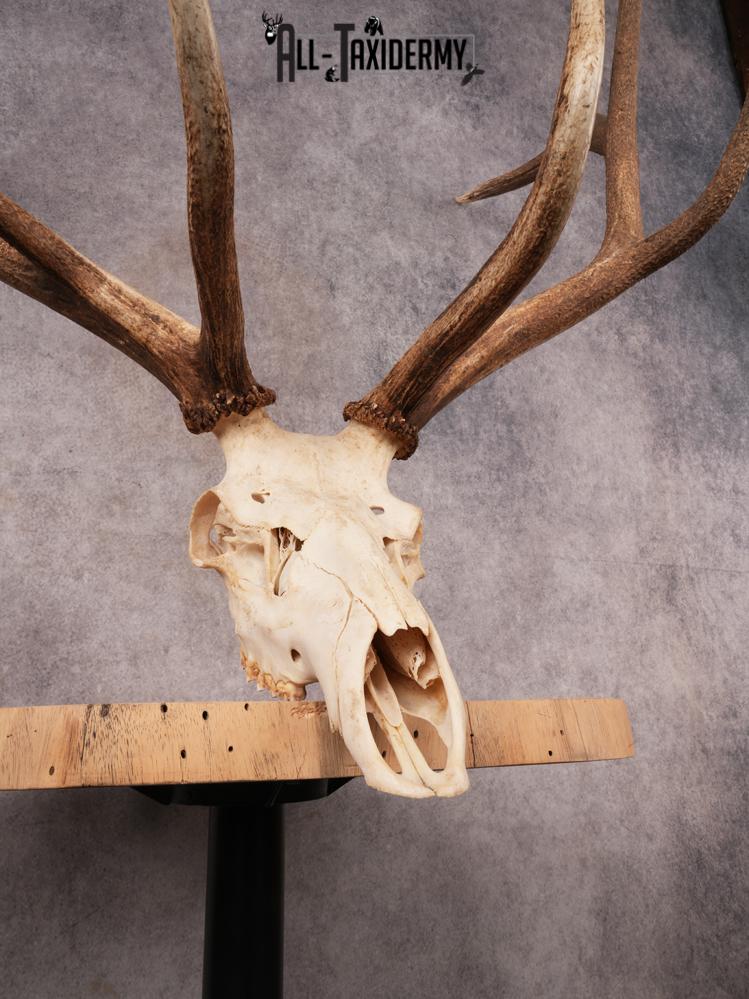 Elk Skull SKU 3395 - Image 3