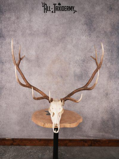 SKU 3404 Elk Skull