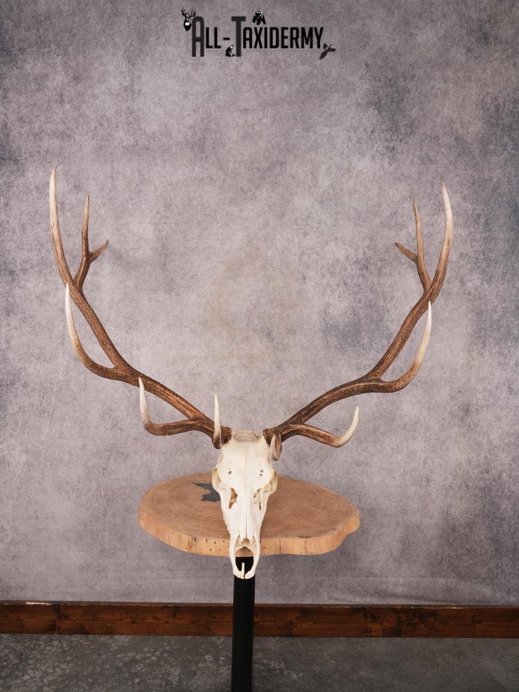 SKU 3404 Elk Skull