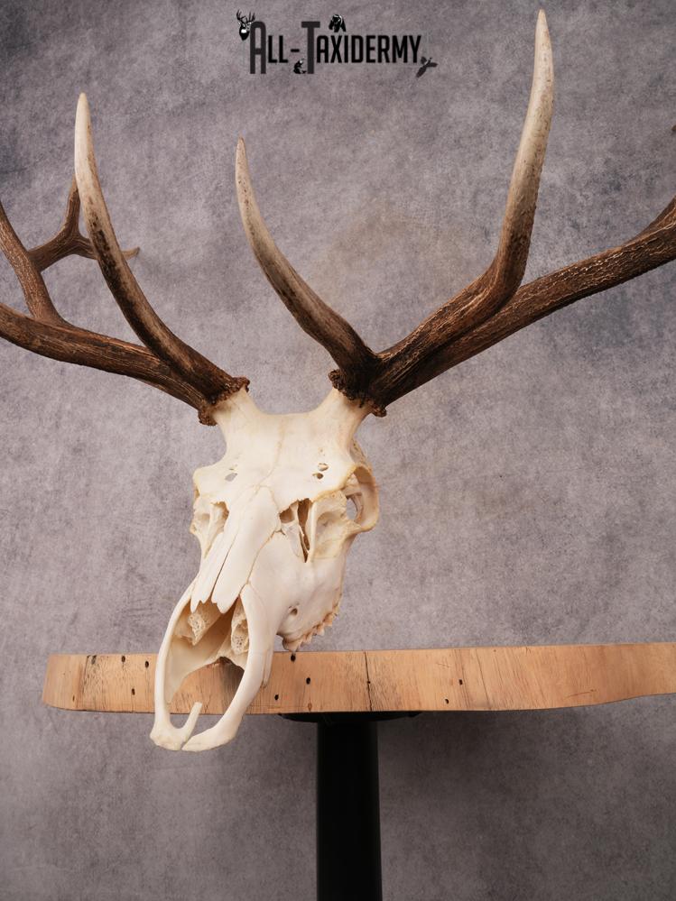 SKU 3404 Elk Skull - Image 4