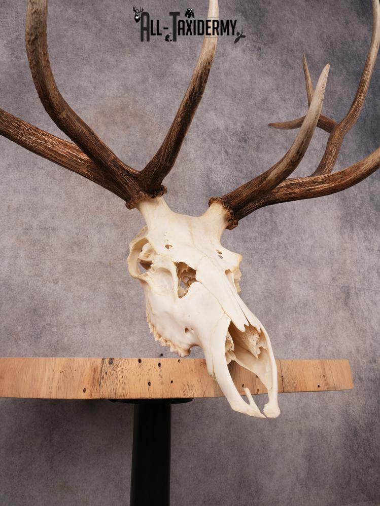 SKU 3404 Elk Skull - Image 3