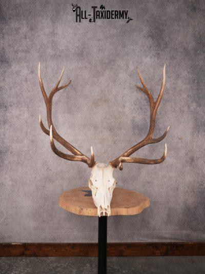 SKU 3397 Elk Skull