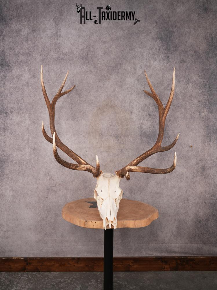 SKU 3397 Elk Skull
