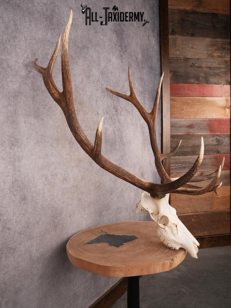 SKU 3397 Elk Skull - Image 7
