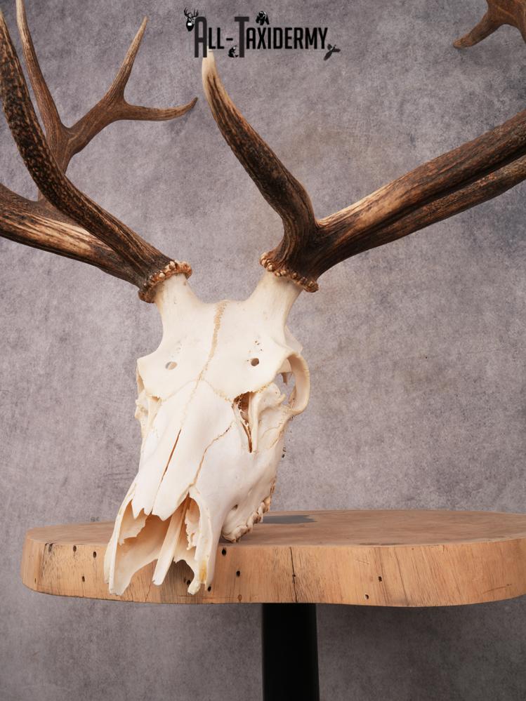 SKU 3397 Elk Skull - Image 4