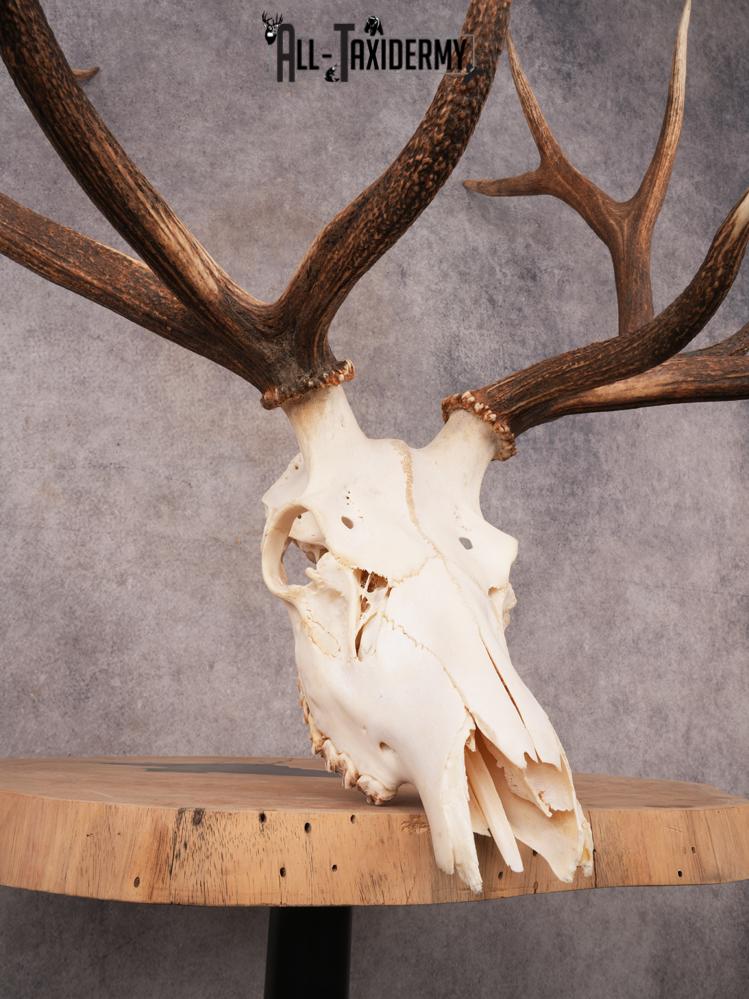 SKU 3397 Elk Skull - Image 3