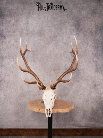 SKU 3399 Elk Skull