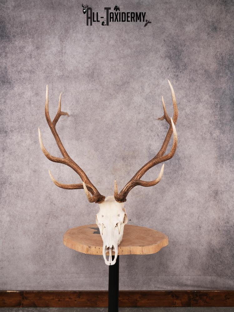 SKU 3399 Elk Skull