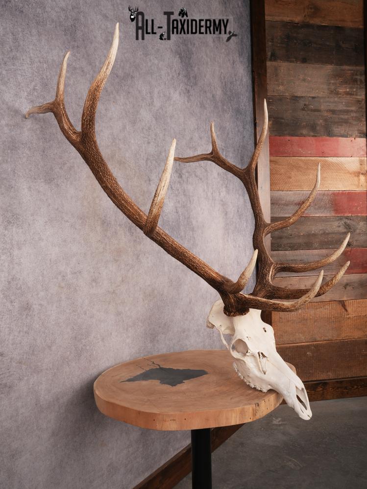SKU 3399 Elk Skull - Image 7