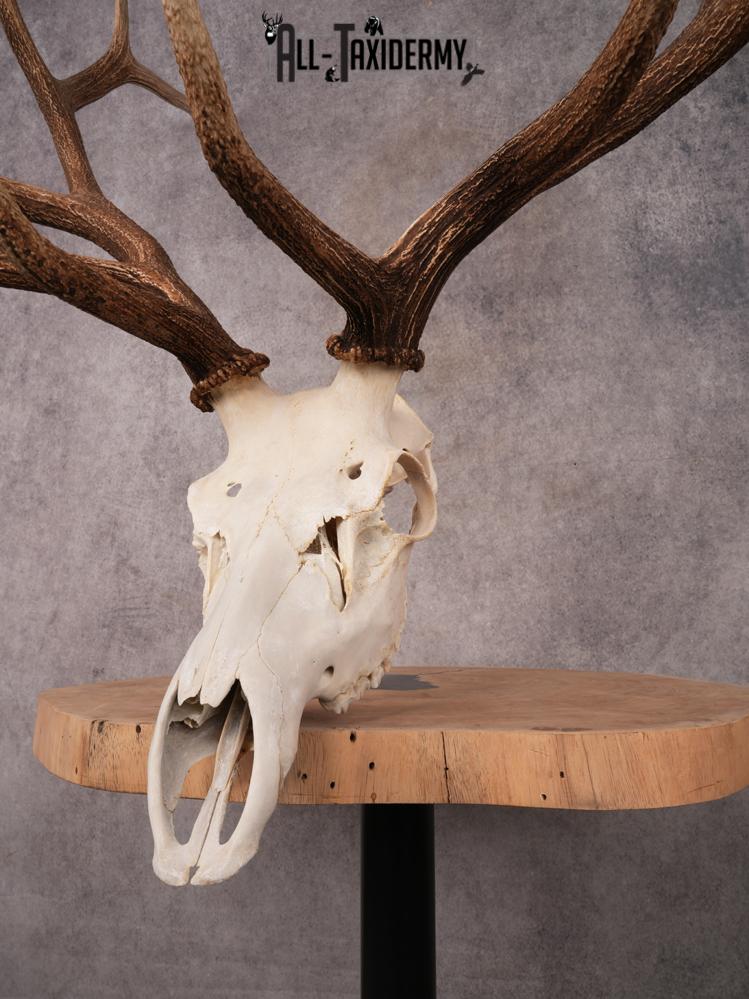 SKU 3399 Elk Skull - Image 4