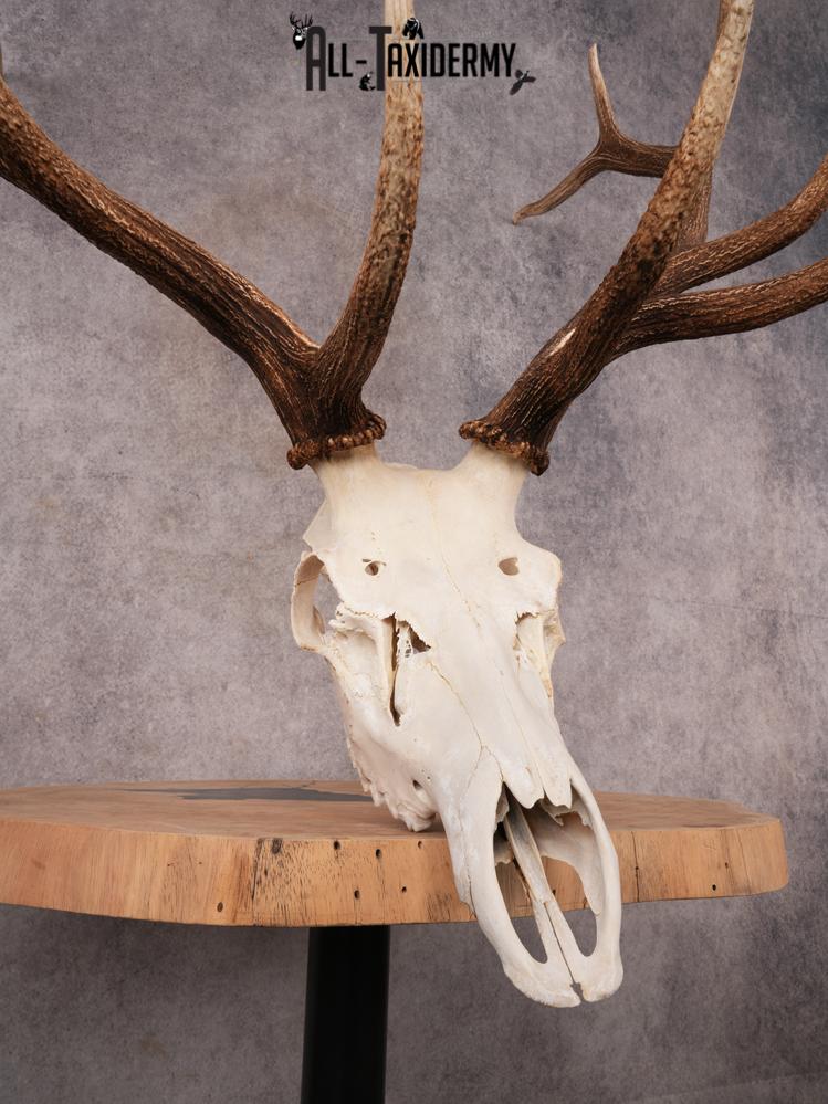 SKU 3399 Elk Skull - Image 3