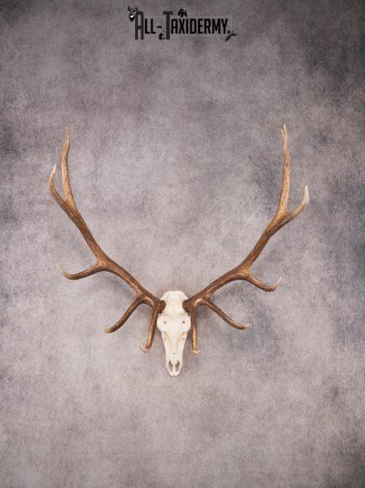 SKU 3405 Elk Skull