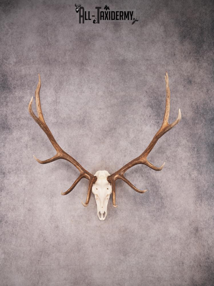 SKU 3405 Elk Skull