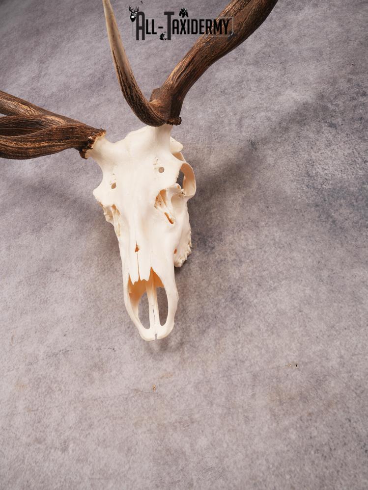 SKU 3405 Elk Skull - Image 6