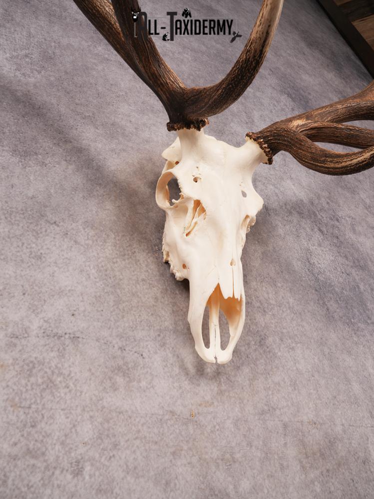 SKU 3405 Elk Skull - Image 5