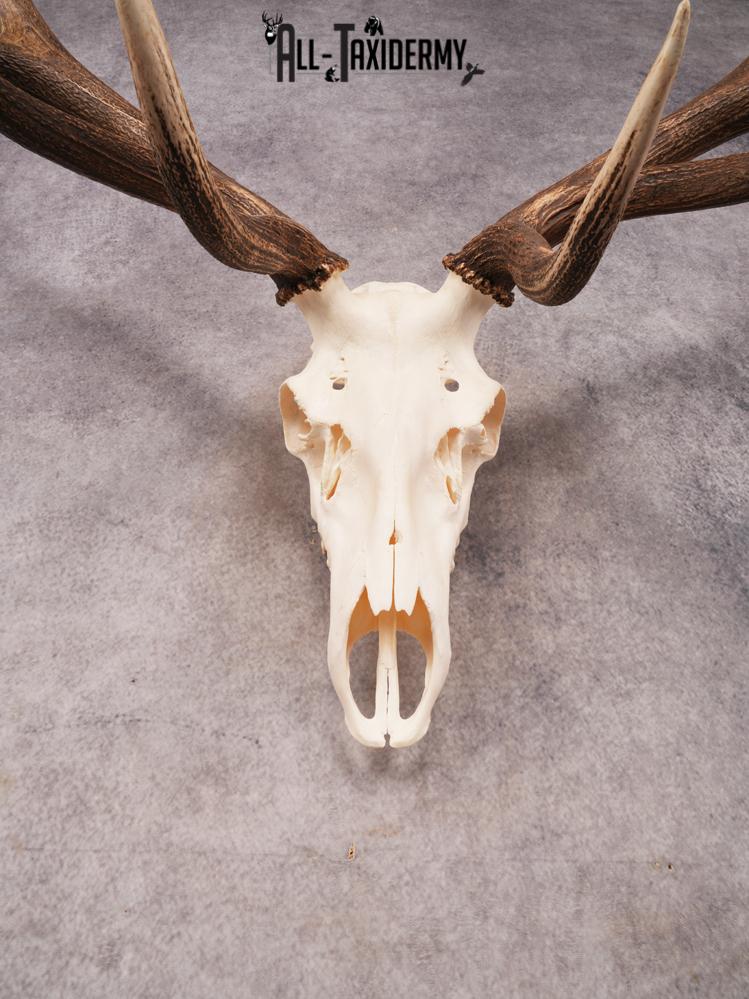 SKU 3405 Elk Skull - Image 4