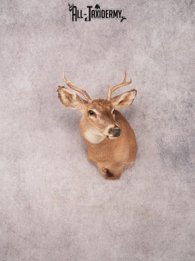 Whitetail Shoulder Mount SKU 3376