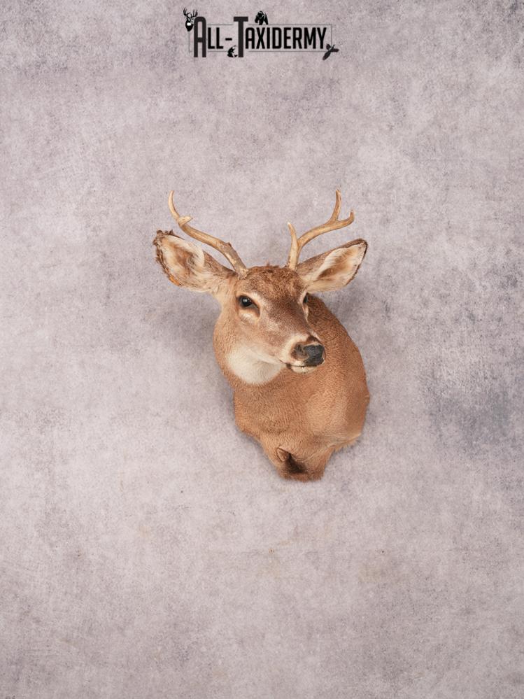 Whitetail Shoulder Mount SKU 3376