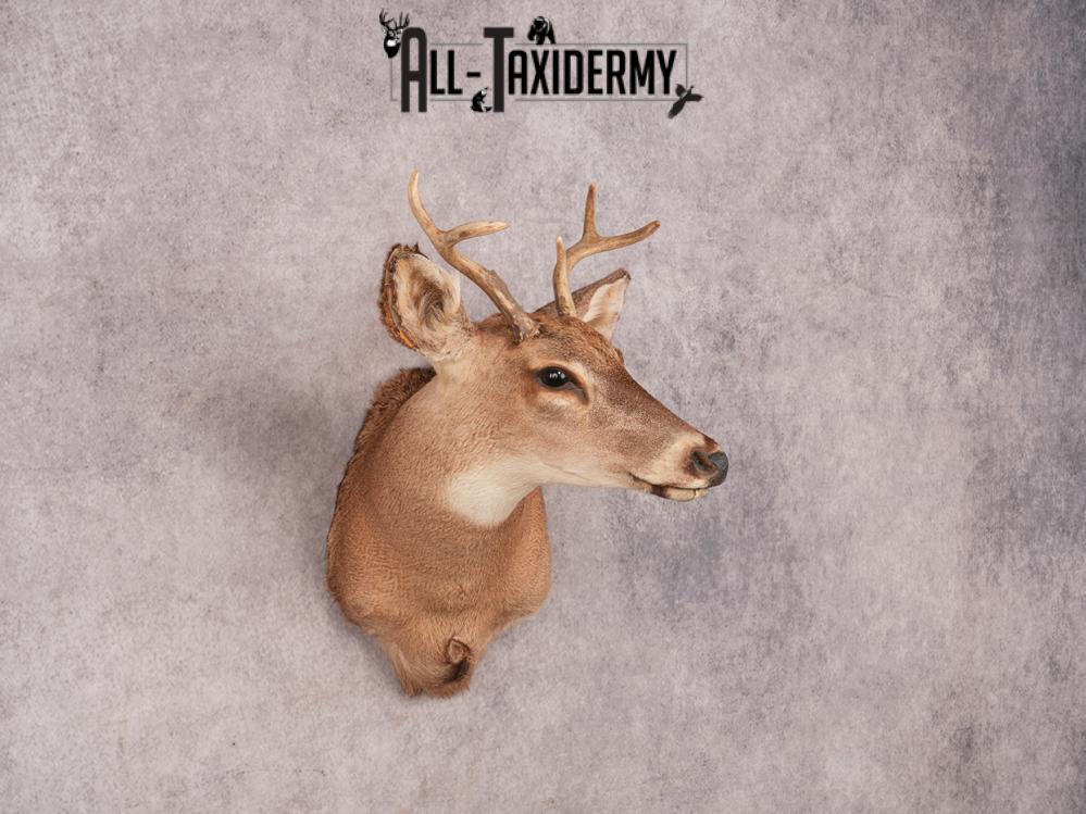 Whitetail Shoulder Mount SKU 3376 - Image 3