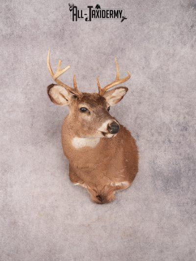 Whitetail Shoulder Mount SKU 3340