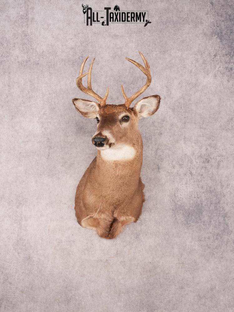 Whitetail Shoulder Mount SKU 3339