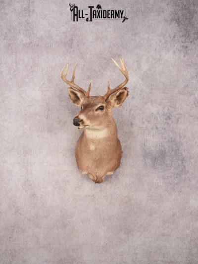 Whitetail Shoulder Mount SKU 3377