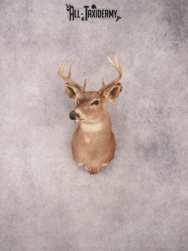 Whitetail Shoulder Mount SKU 3377