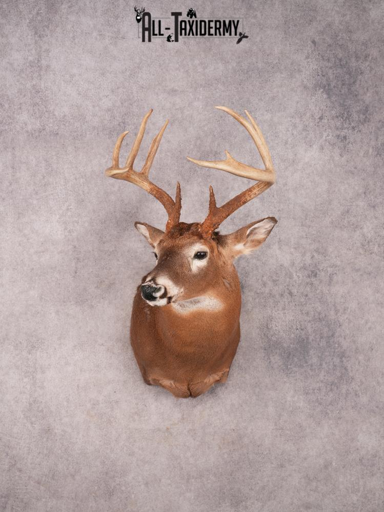 Whitetail Shoulder Mount SKU 3355