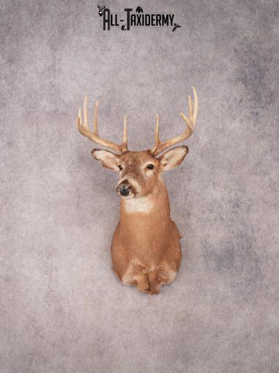 Whitetail Shoulder Mount SKU 3353