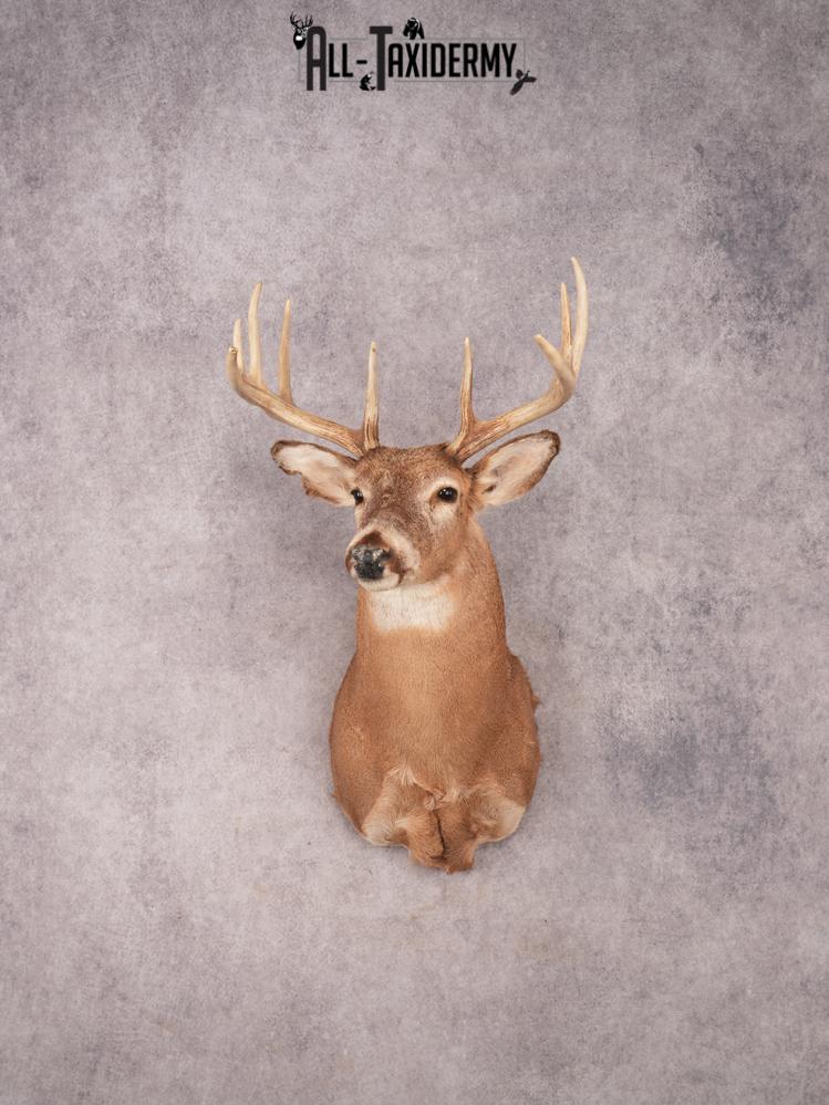 Whitetail Shoulder Mount SKU 3353