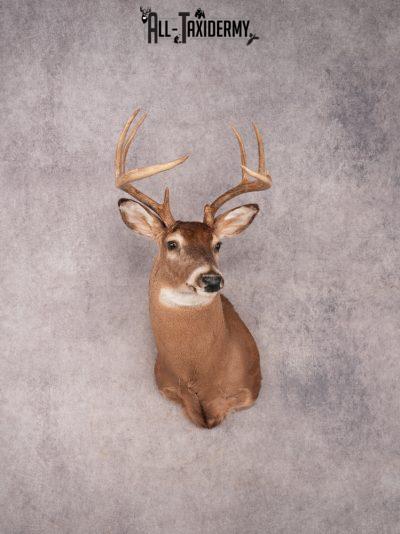Whitetail Shoulder Mount SKU 3374