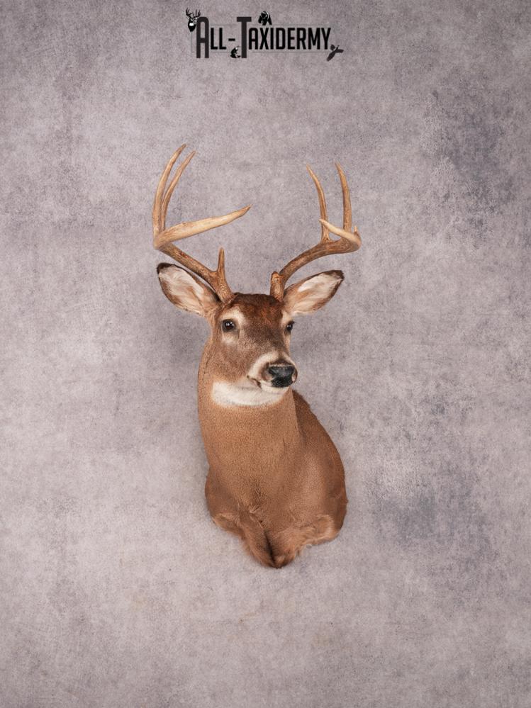 Whitetail Shoulder Mount SKU 3374